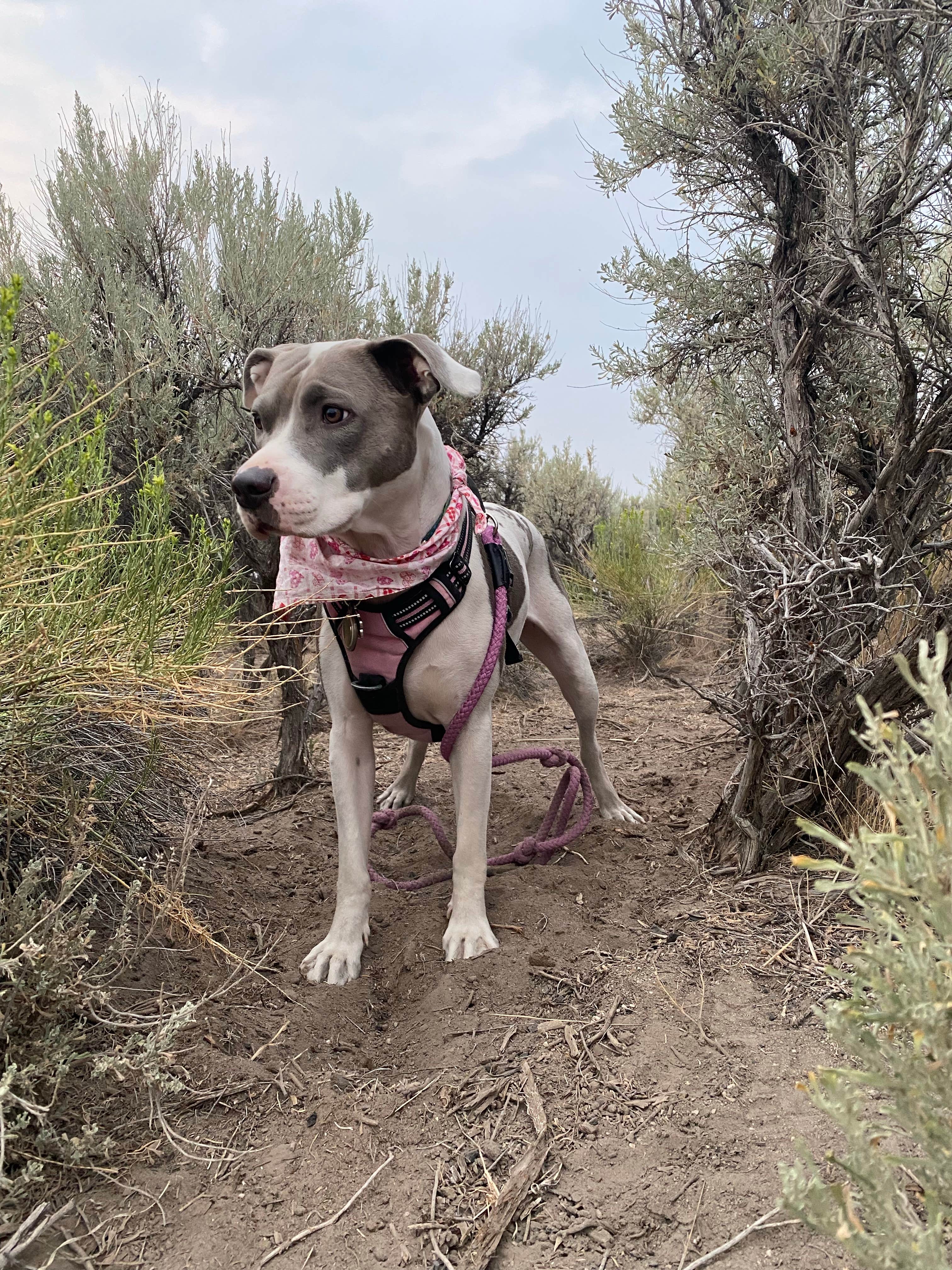 Camper-submitted photo at Burshy Point Dispersed Camping near Plush, OR
