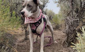 Carini's photo of camping with pets at Burshy Point Dispersed Camping near Denio, NV