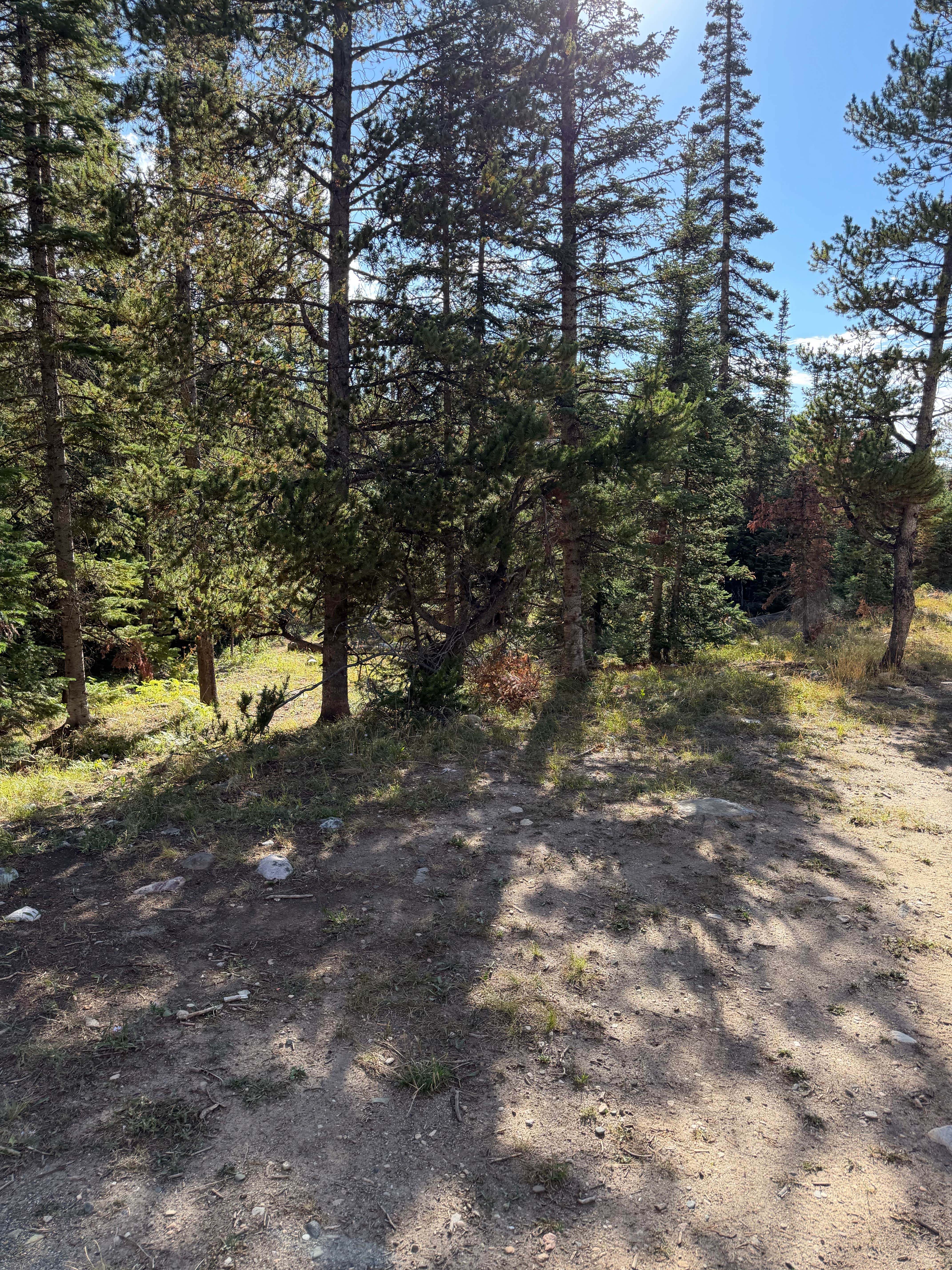 Camper-submitted photo at Bush Creek near Encampment, WY