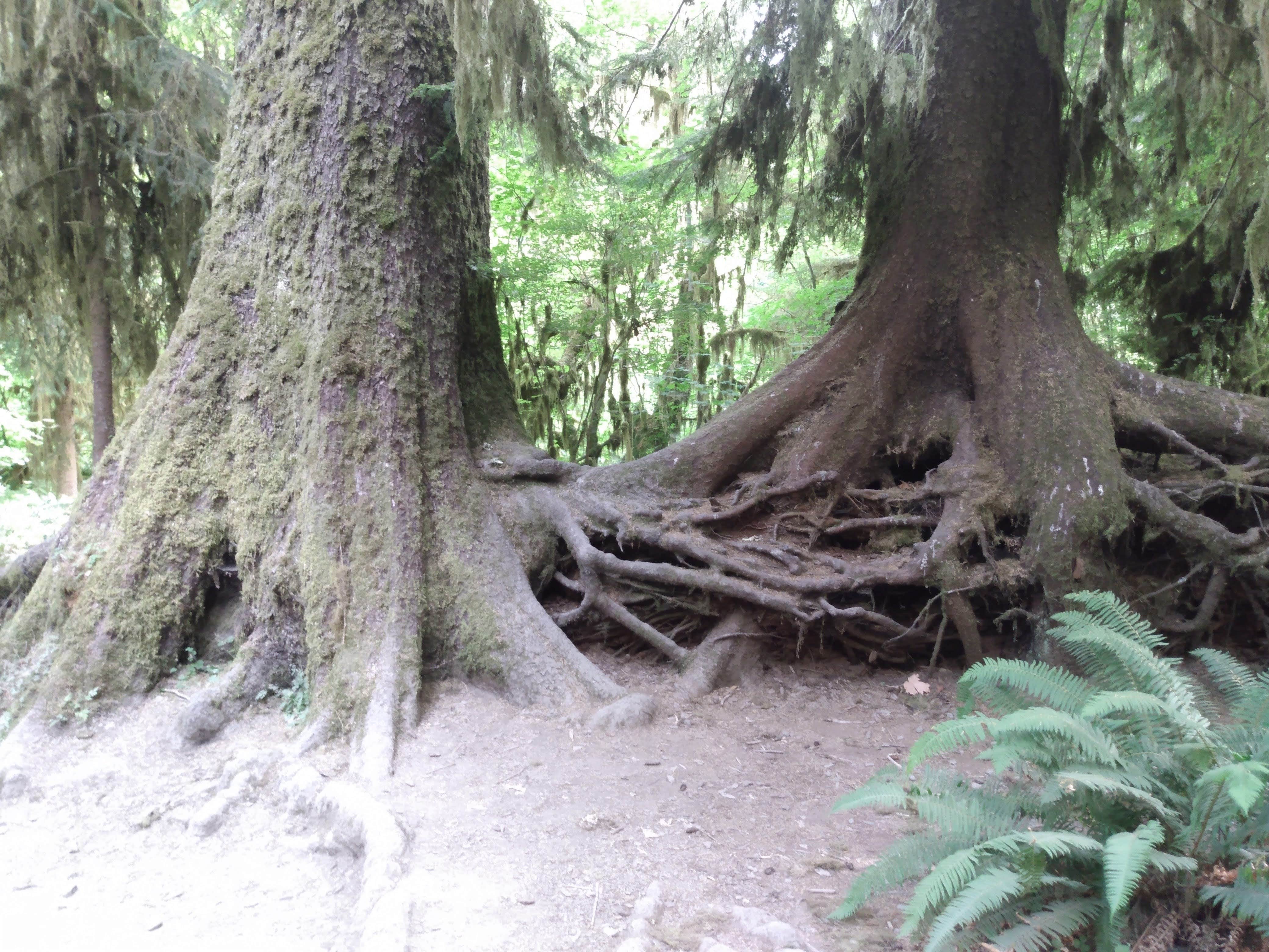 Camper-submitted photo at Butte Camp/Climbers Bivouac Dispersed Campsite near Woodland, WA