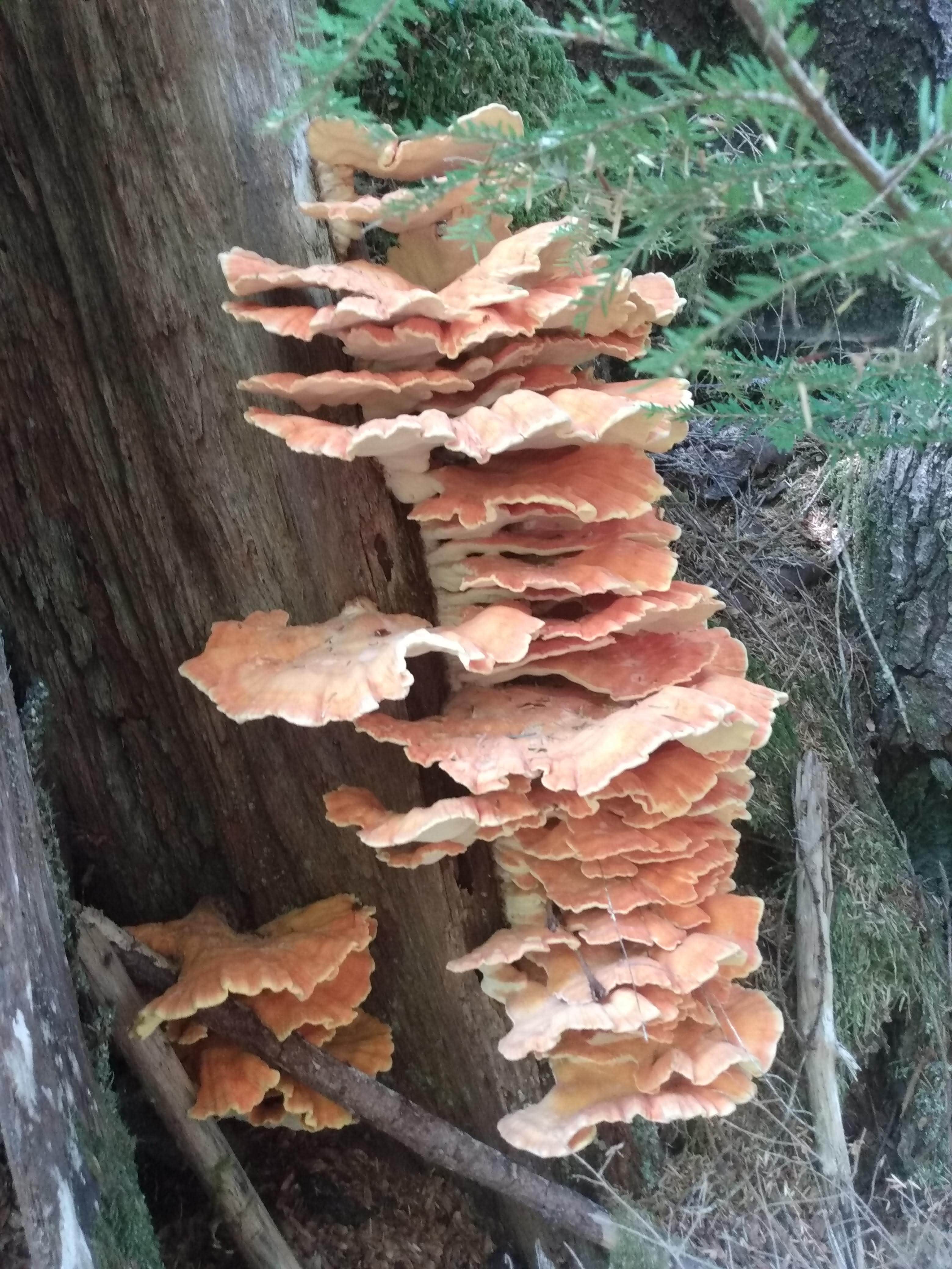 Camper-submitted photo at Butte Camp/Climbers Bivouac Dispersed Campsite near Woodland, WA