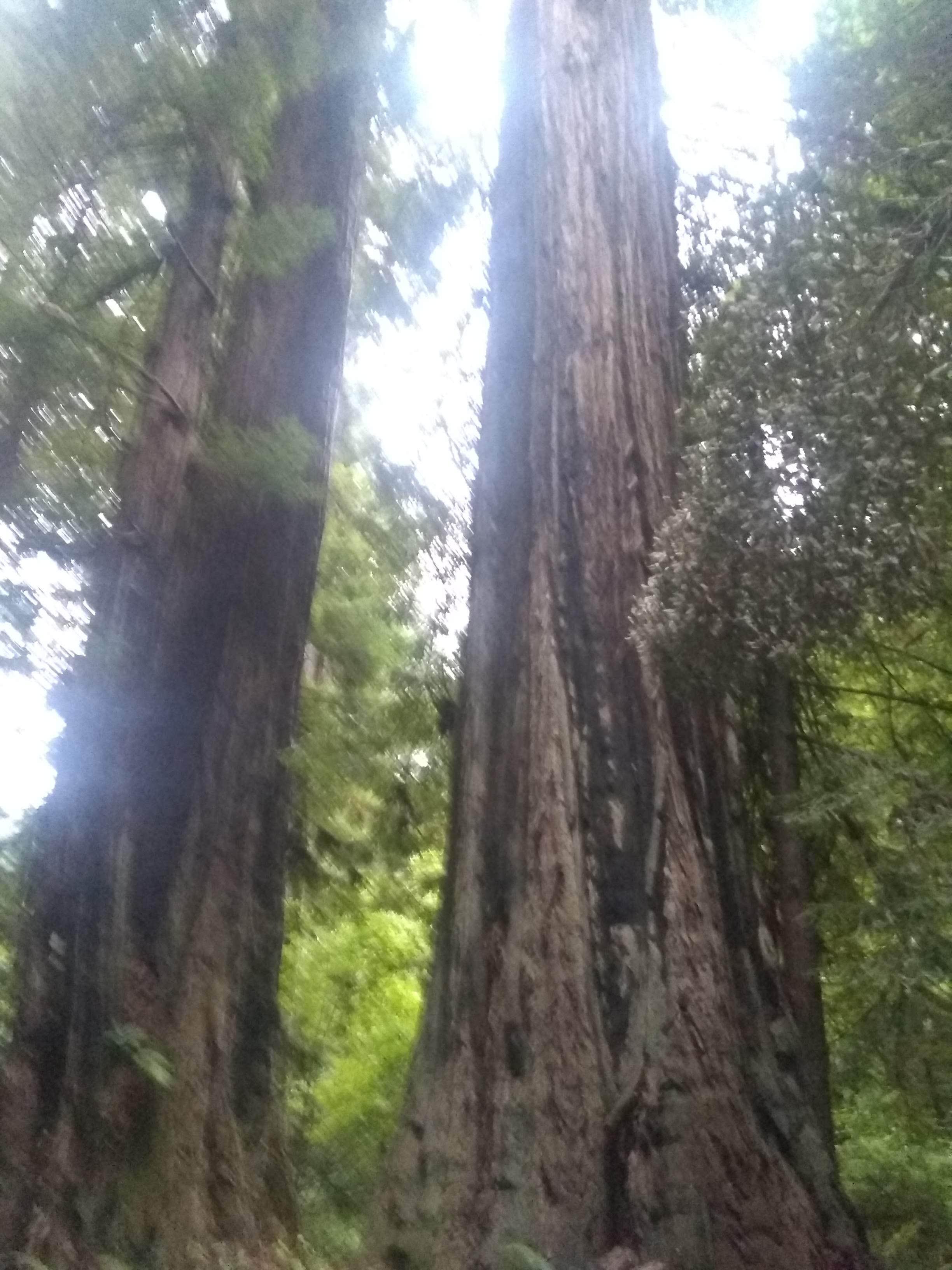 Camper-submitted photo at Butte Camp/Climbers Bivouac Dispersed Campsite near Woodland, WA