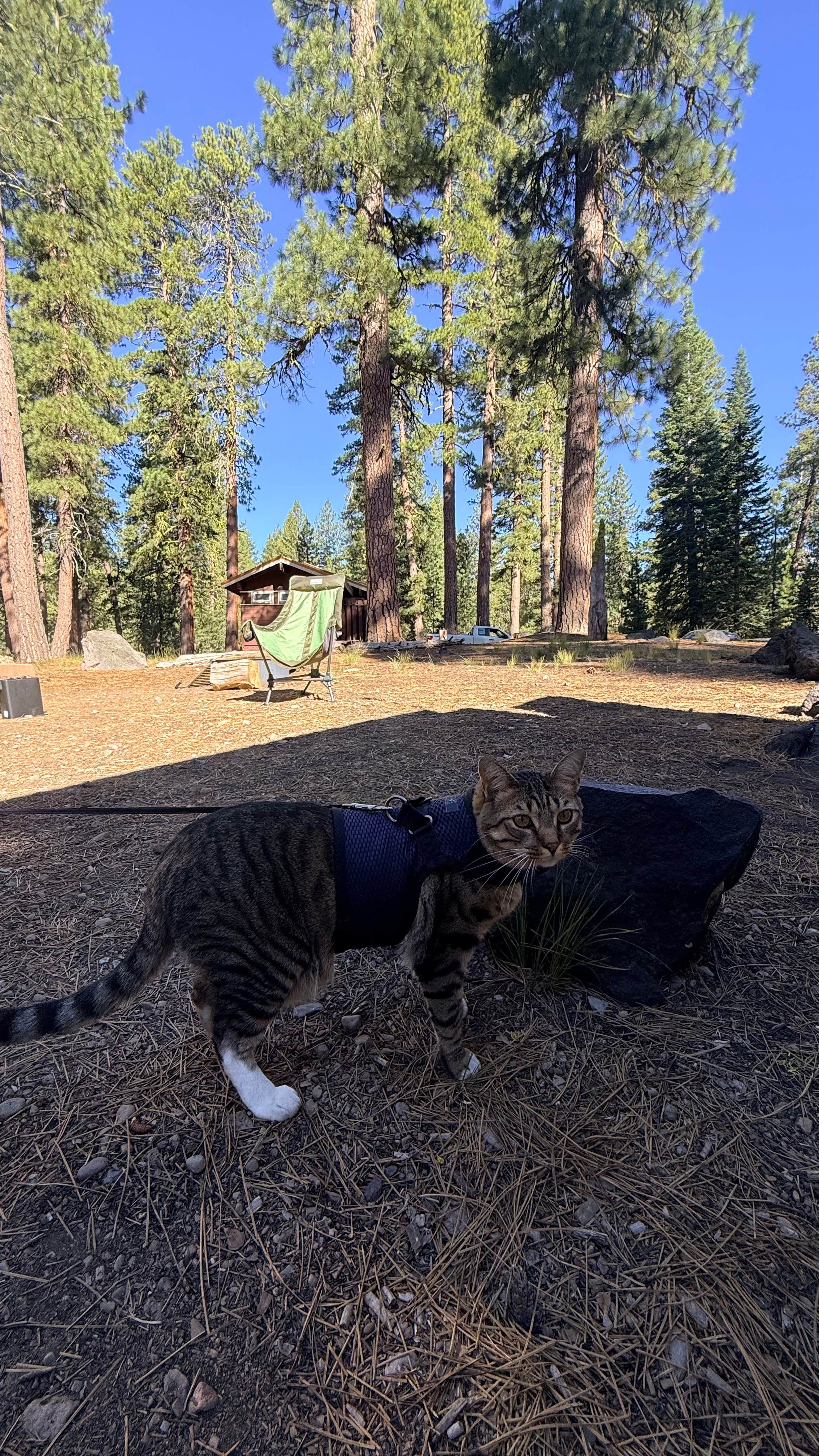Scott M.'s photo of camping with pets at Butte Lake — Lassen Volcanic National Park near Lassen Volcanic National Park
