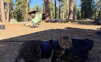 Scott M.'s photo of camping with pets at Butte Lake — Lassen Volcanic National Park near Lassen Volcanic National Park