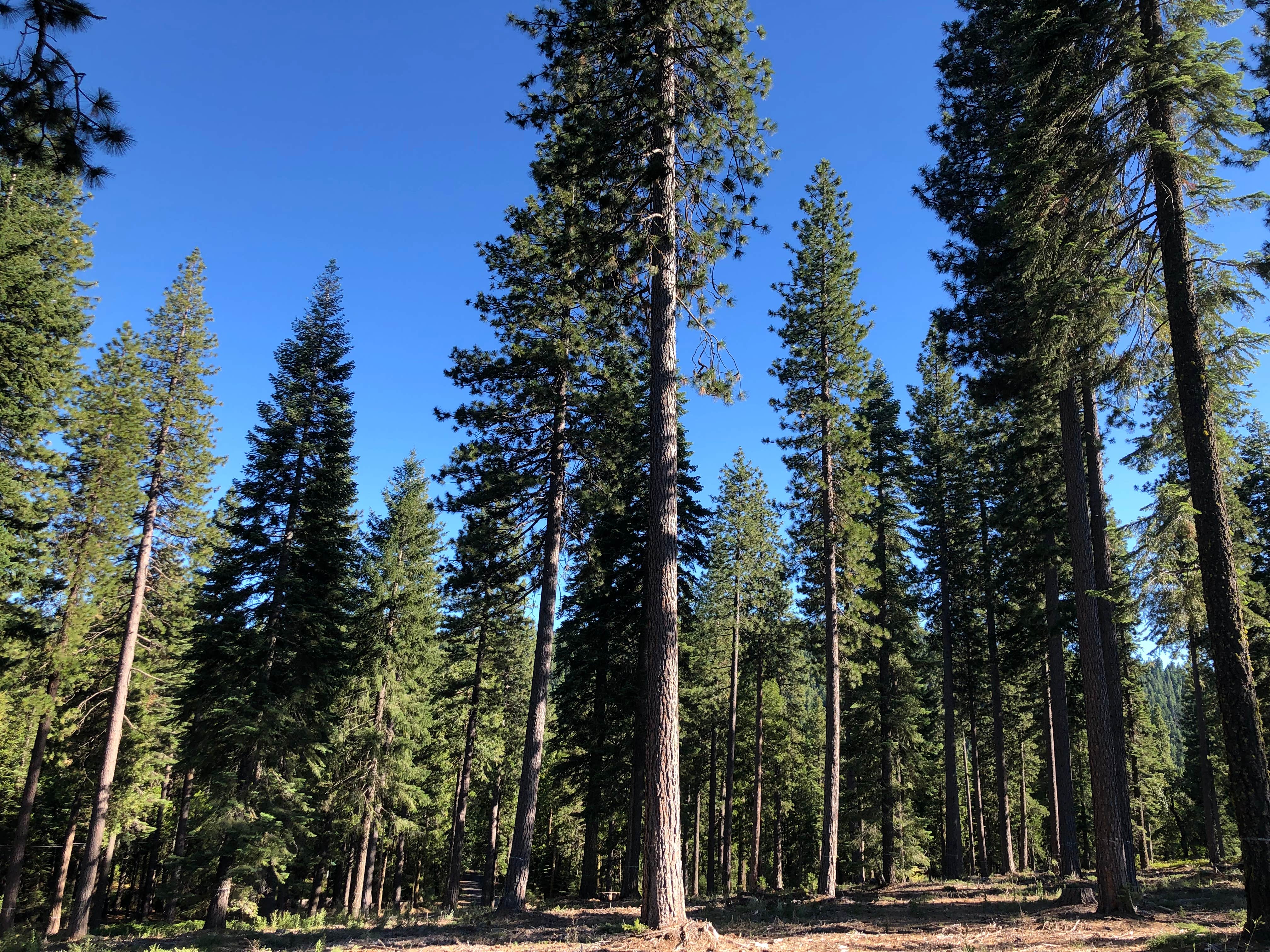 Camper-submitted photo at Butte Meadows Campground near Paradise, CA