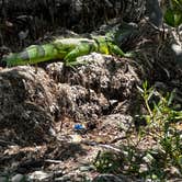 Review photo of Buttonwood Campground — Bahia Honda State Park by Joseph C., September 13, 2024