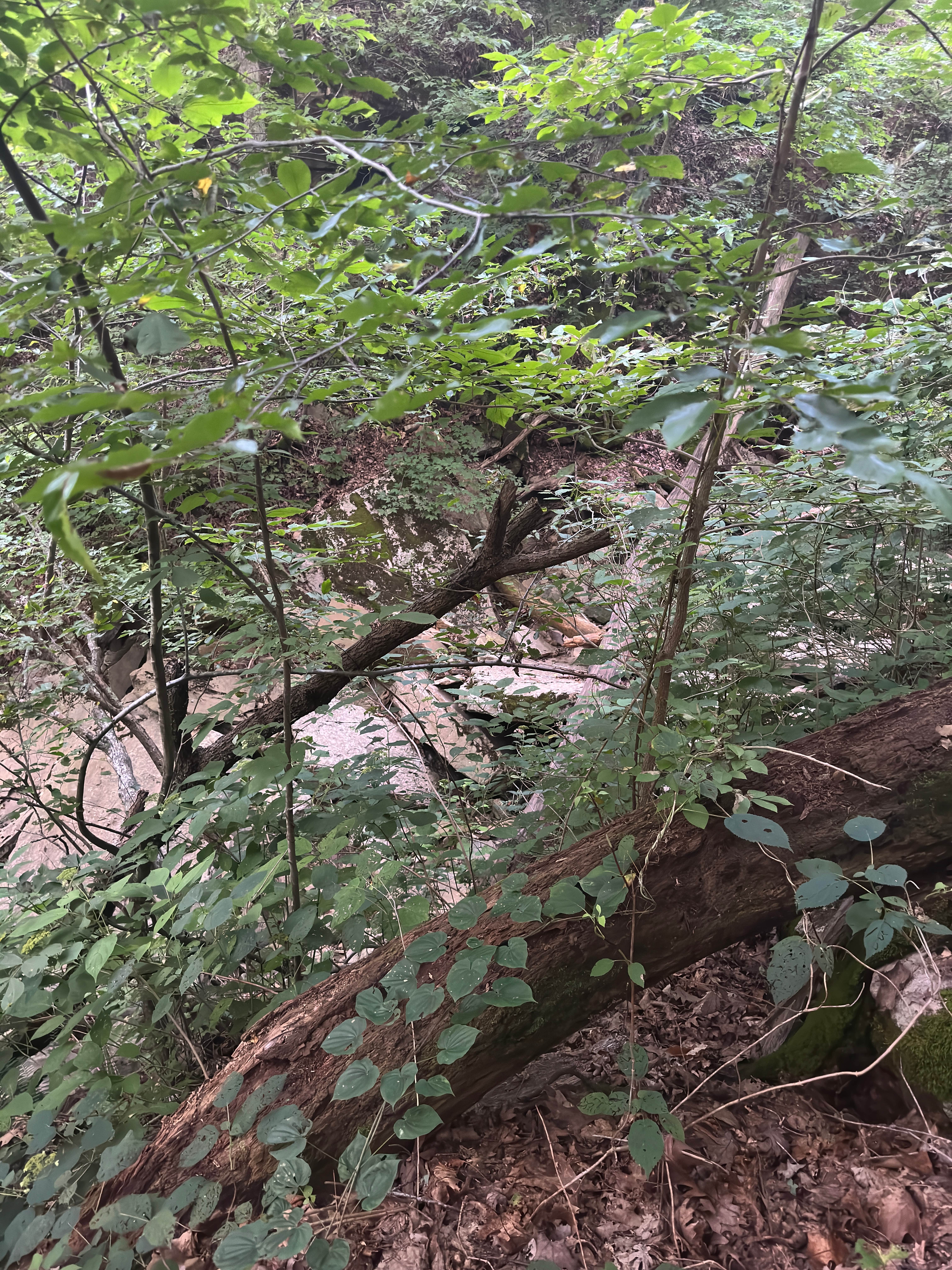 Camper-submitted photo at Buzzard Roost Campground — Hoosier National Forest near Leavenworth, IN