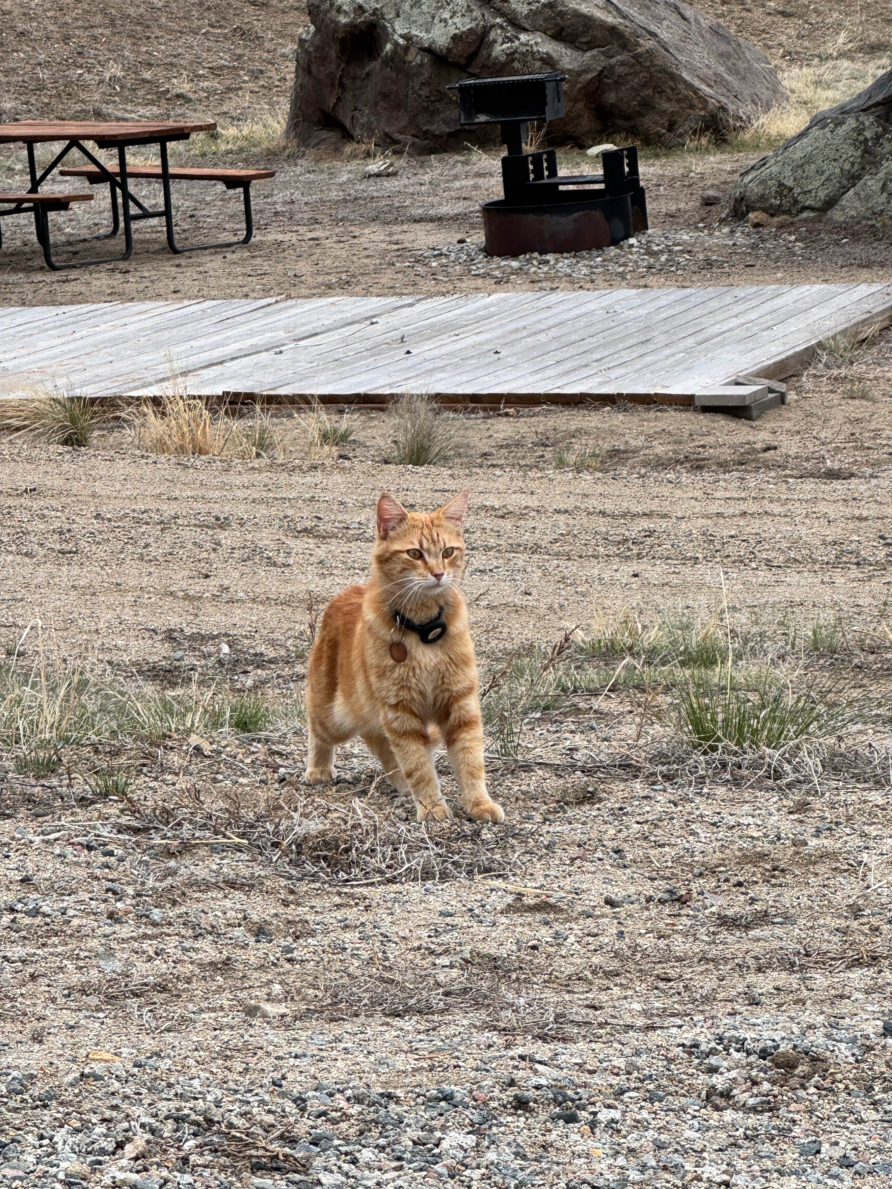 Becky M.'s photo of camping with pets at BV Overlook near Buena Vista, CO