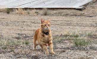 Becky M.'s photo of camping with pets at BV Overlook near Buena Vista, CO