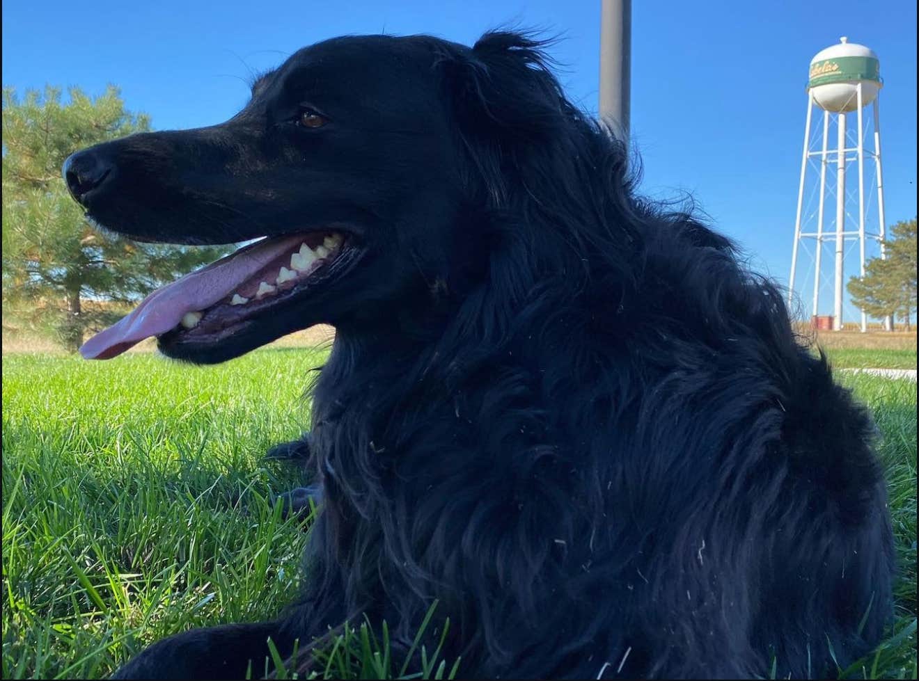 Kerri M.'s photo of camping with pets at Cabela's Kearney, NE near Elwood, NE