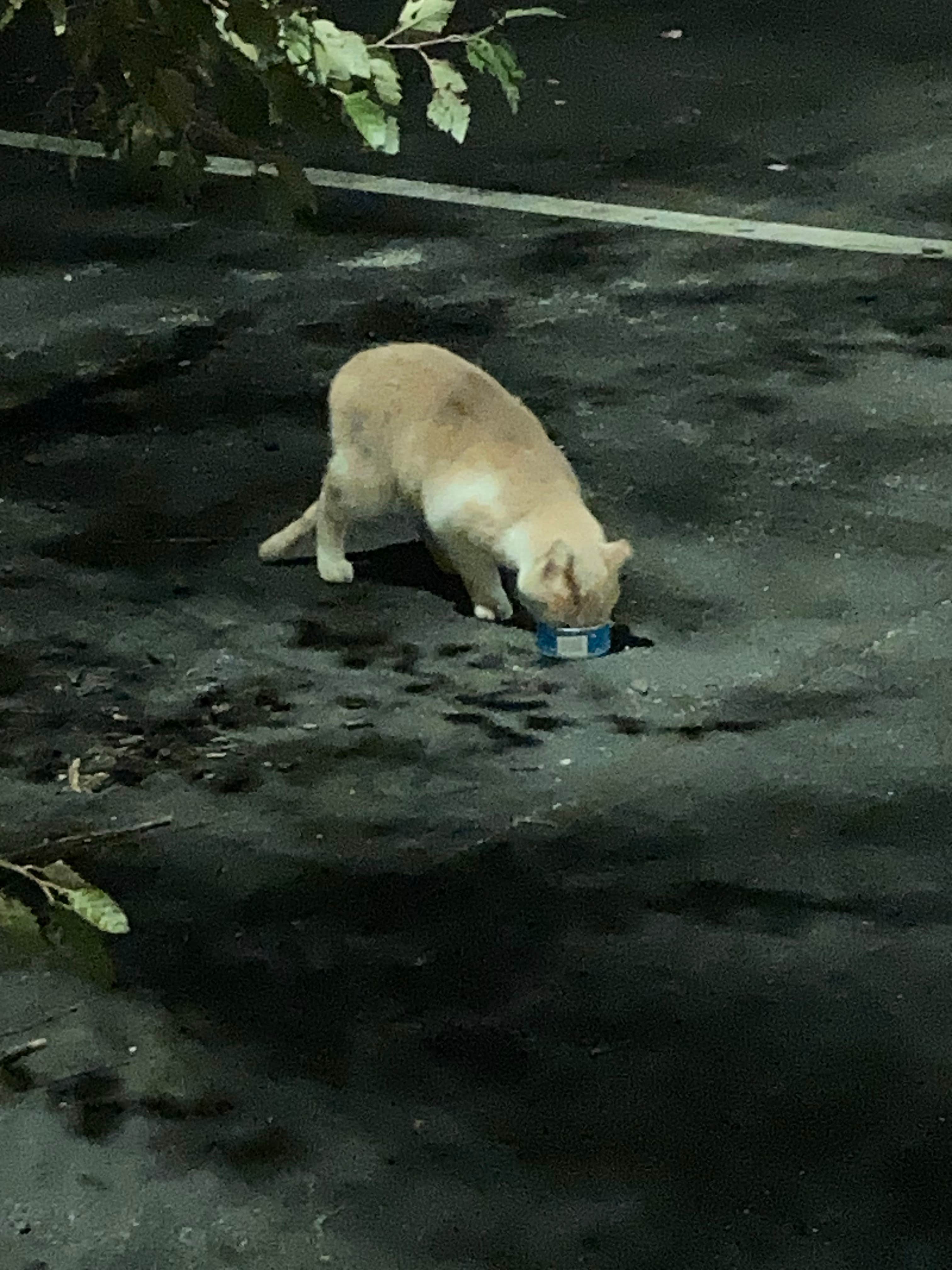 stephen W.'s photo of camping with pets at Cabela's - Lexington near Richmond, KY