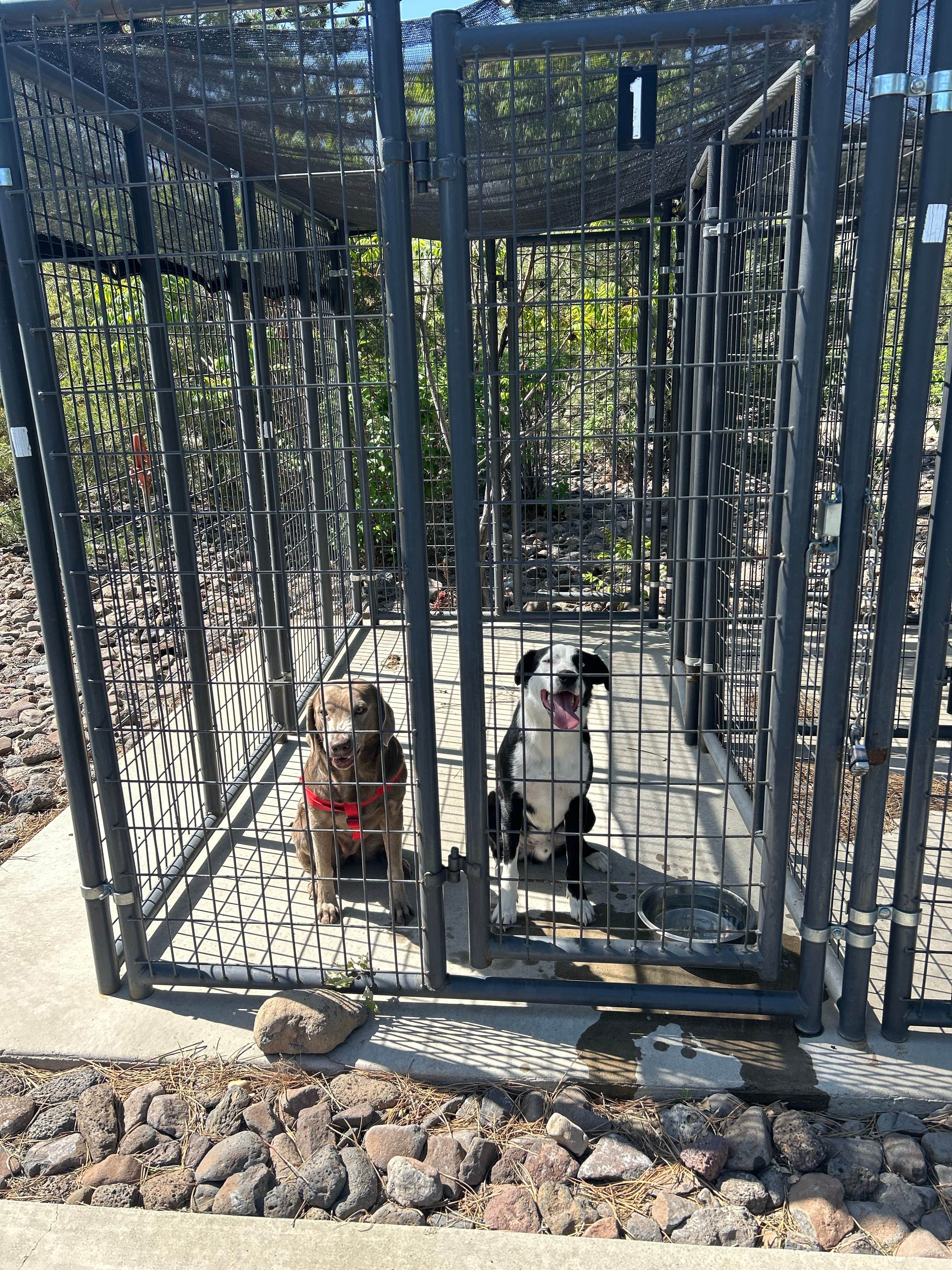 Rara  B.'s photo of camping with pets at Cabela's Reno near Loyalton, CA