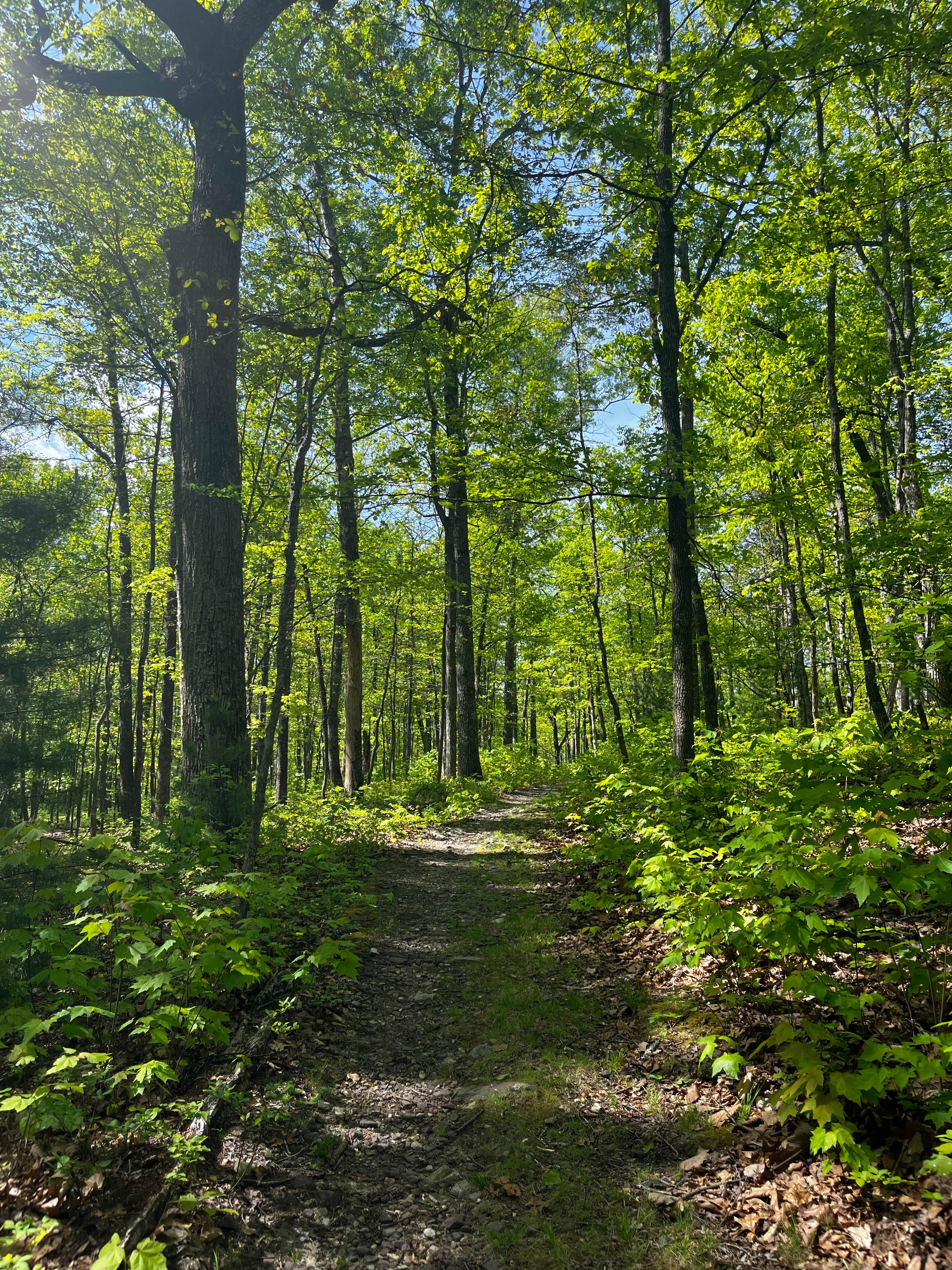 Camping near White Oak Campground — Douthat State Park: Douthat State Park Cabins & Lodges, Clifton Forge, Virginia