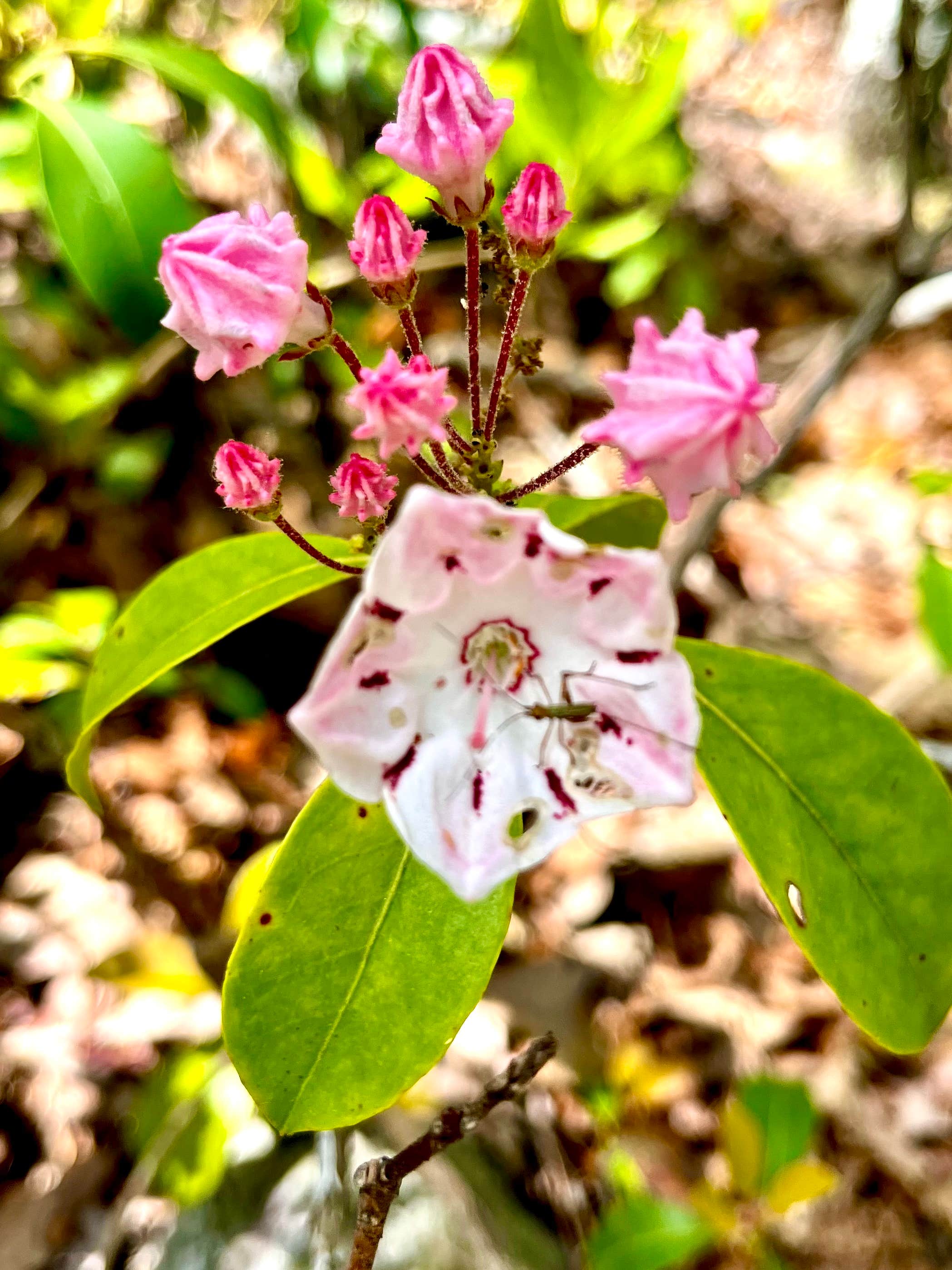 Camper-submitted photo at Douthat State Park Cabins & Lodges near Hot Springs, VA