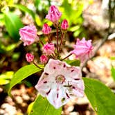 Review photo of Douthat State Park Cabins & Lodges by Cynthia J., May 6, 2026