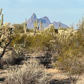 Review photo of Cactus Forest Dispersed by Danielle , January 3, 2024