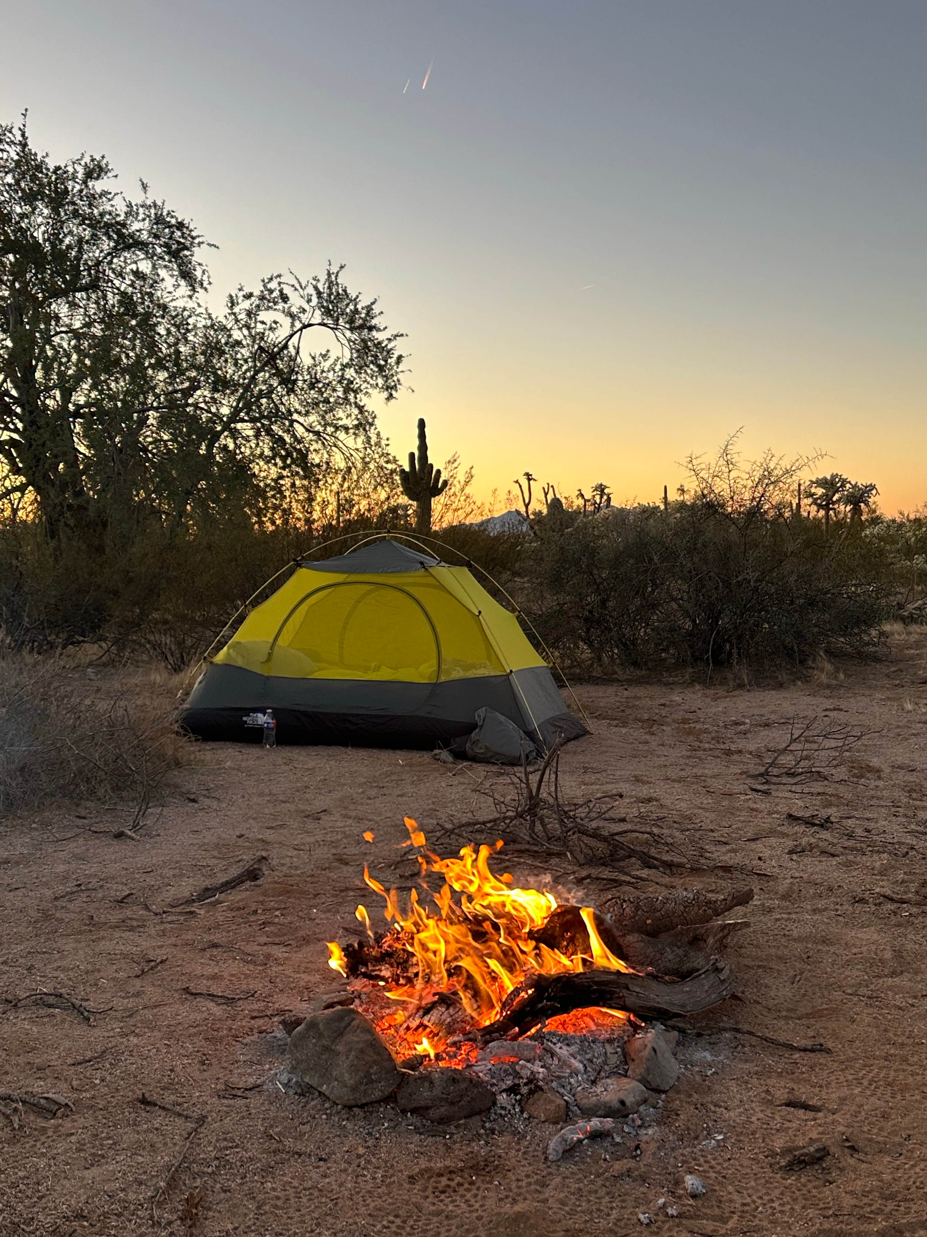 cheryl's photo at Cactus Forest Dispersed near Cortaro, AZ