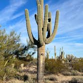 Review photo of Cactus Forest Dispersed by Danielle , January 3, 2024
