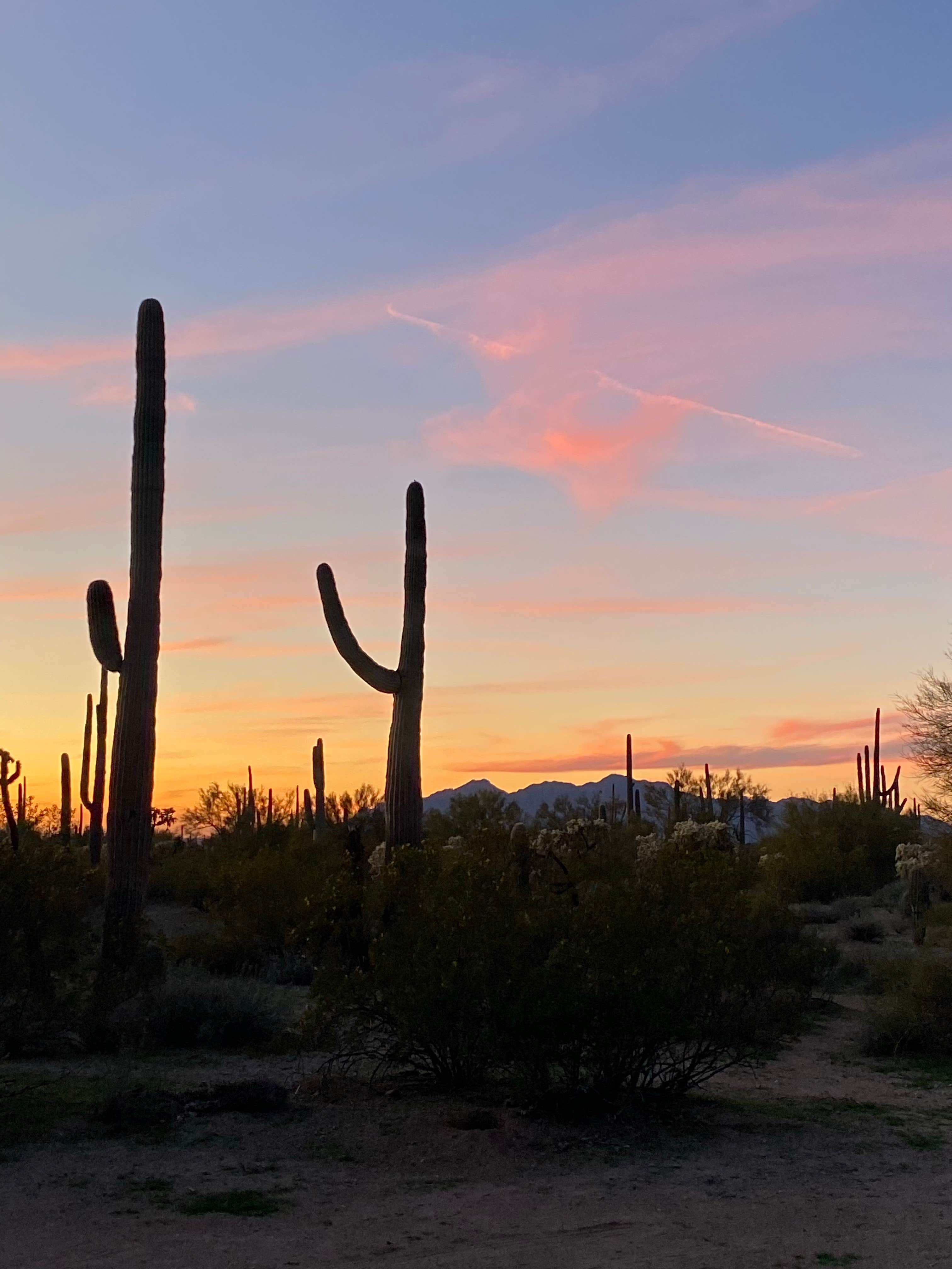 Yonna  S.'s photo of a dispersed camping area at Cactus Forest Dispersed near Casa Grande, AZ