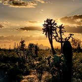 Review photo of Cactus Forest Dispersed by Teri G., May 3, 2024