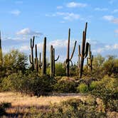 Review photo of Cactus Forest Dispersed by Teri G., May 3, 2024