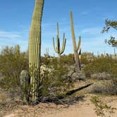 Review photo of Cactus Forest Dispersed by Andy A., February 26, 2026