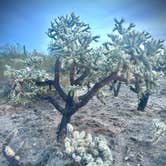 Review photo of Cactus Forest Dispersed by cheryl , November 12, 2025