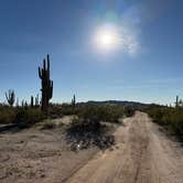Review photo of Cactus Forest Dispersed by Andy A., February 26, 2026