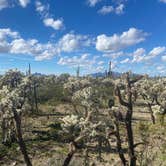 Review photo of Cactus Forest Dispersed Site by Danny T., January 26, 2024