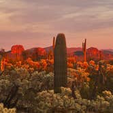Review photo of Cactus Forest Dispersed Site by Christie S., March 5, 2026