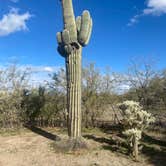 Review photo of Cactus Forest Dispersed Site by Danny T., January 26, 2024