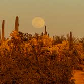 Review photo of Cactus Forest Dispersed Site by Christie S., March 5, 2026
