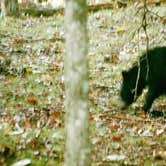 Review photo of Cades Cove Campground by Joel R., September 8, 2025
