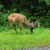 Review photo of Cades Cove Campground by Gregory G., August 22, 2024