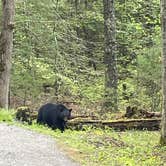 Review photo of Cades Cove Campground by Carol B., April 27, 2025