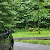 Review photo of Cades Cove Campground by Gregory G., August 22, 2024