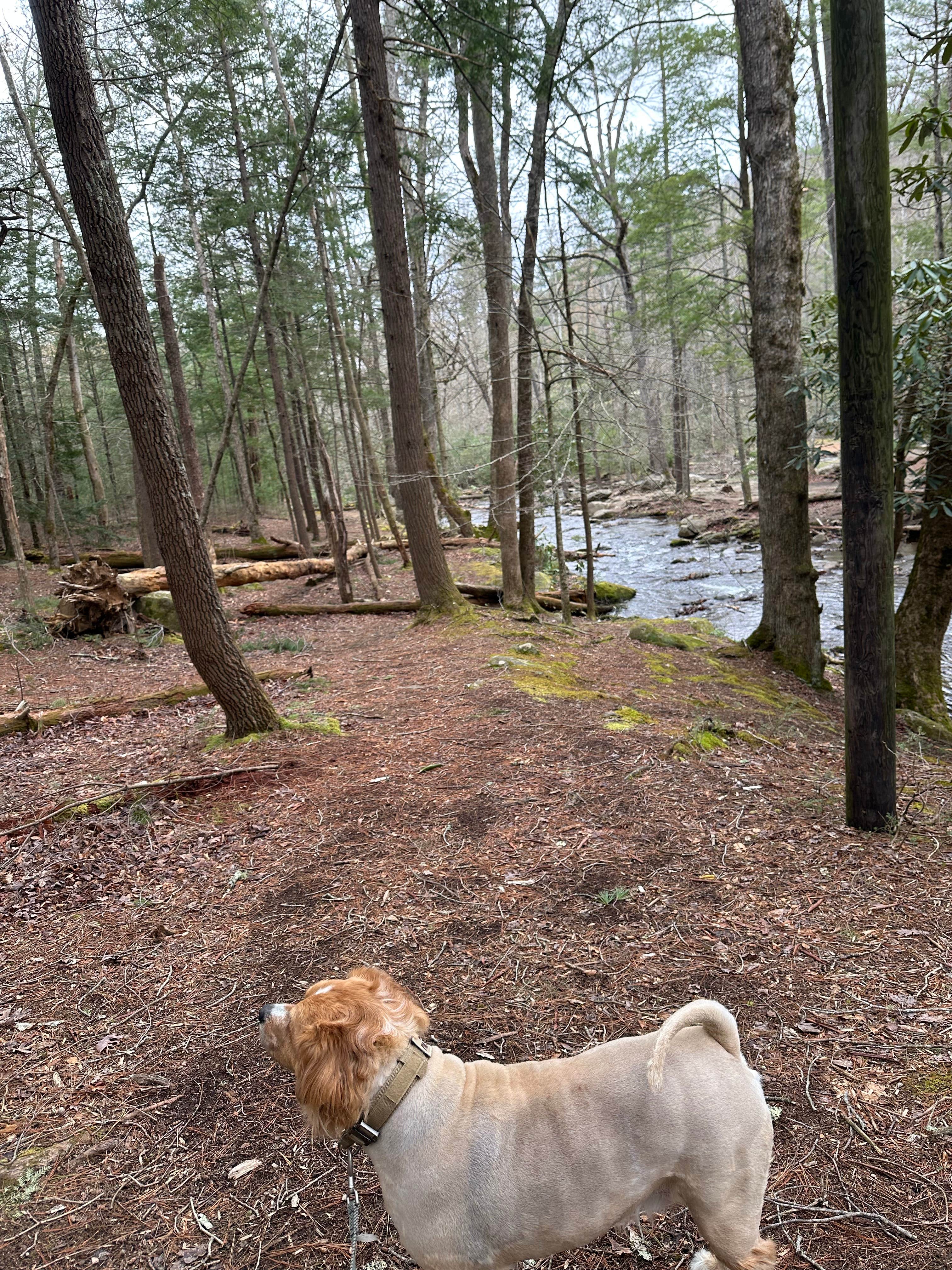 dinara C.'s photo of camping with pets at Cades Cove Group Campground — Great Smoky Mountains National Park near Maryville, TN