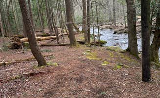 dinara C.'s photo of camping with pets at Cades Cove Group Campground — Great Smoky Mountains National Park near Fontana Dam, NC