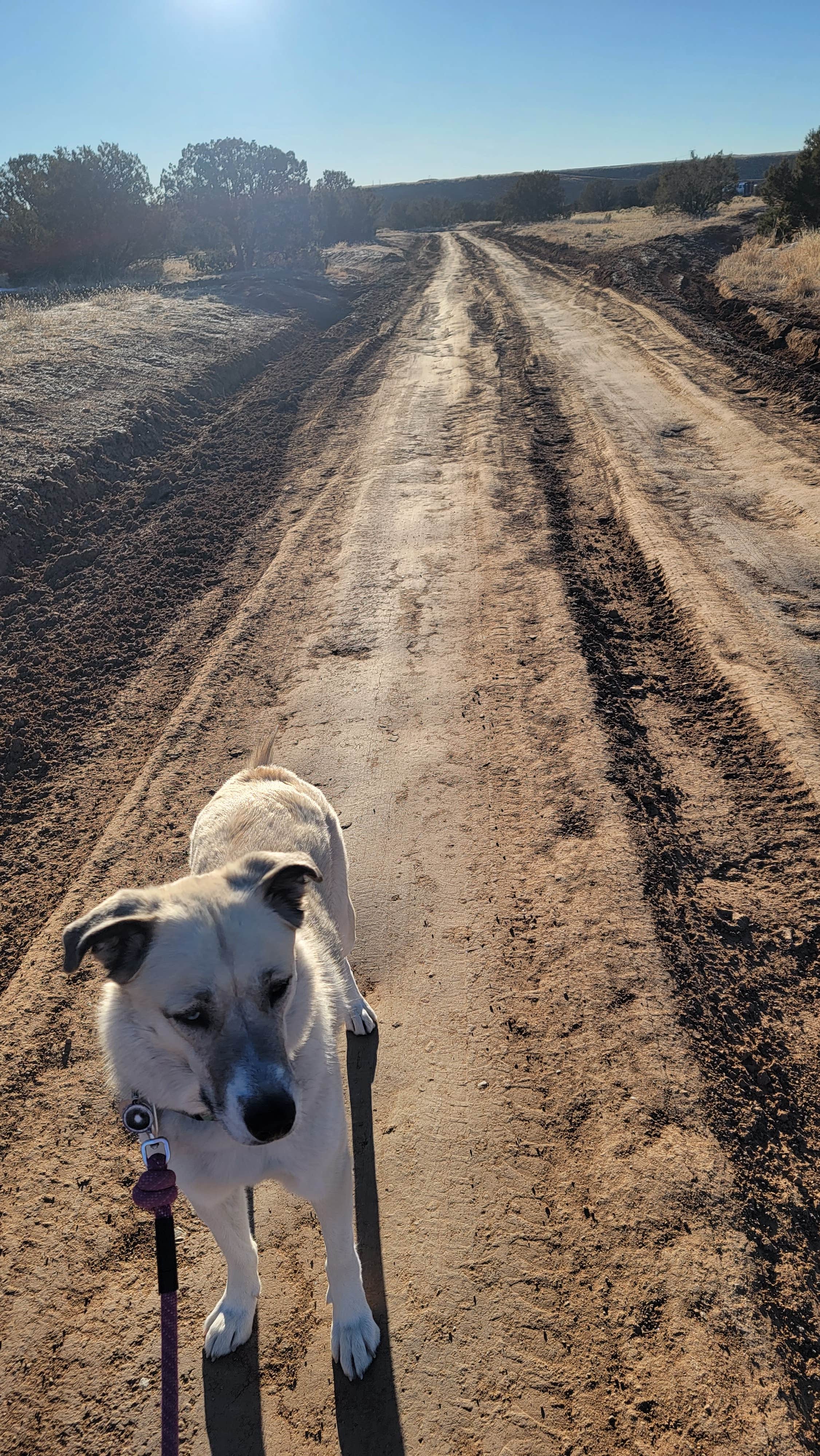 Renee T.'s photo of camping with pets at Caja Del Rio Dispersed Camping near Santa Fe National Forest