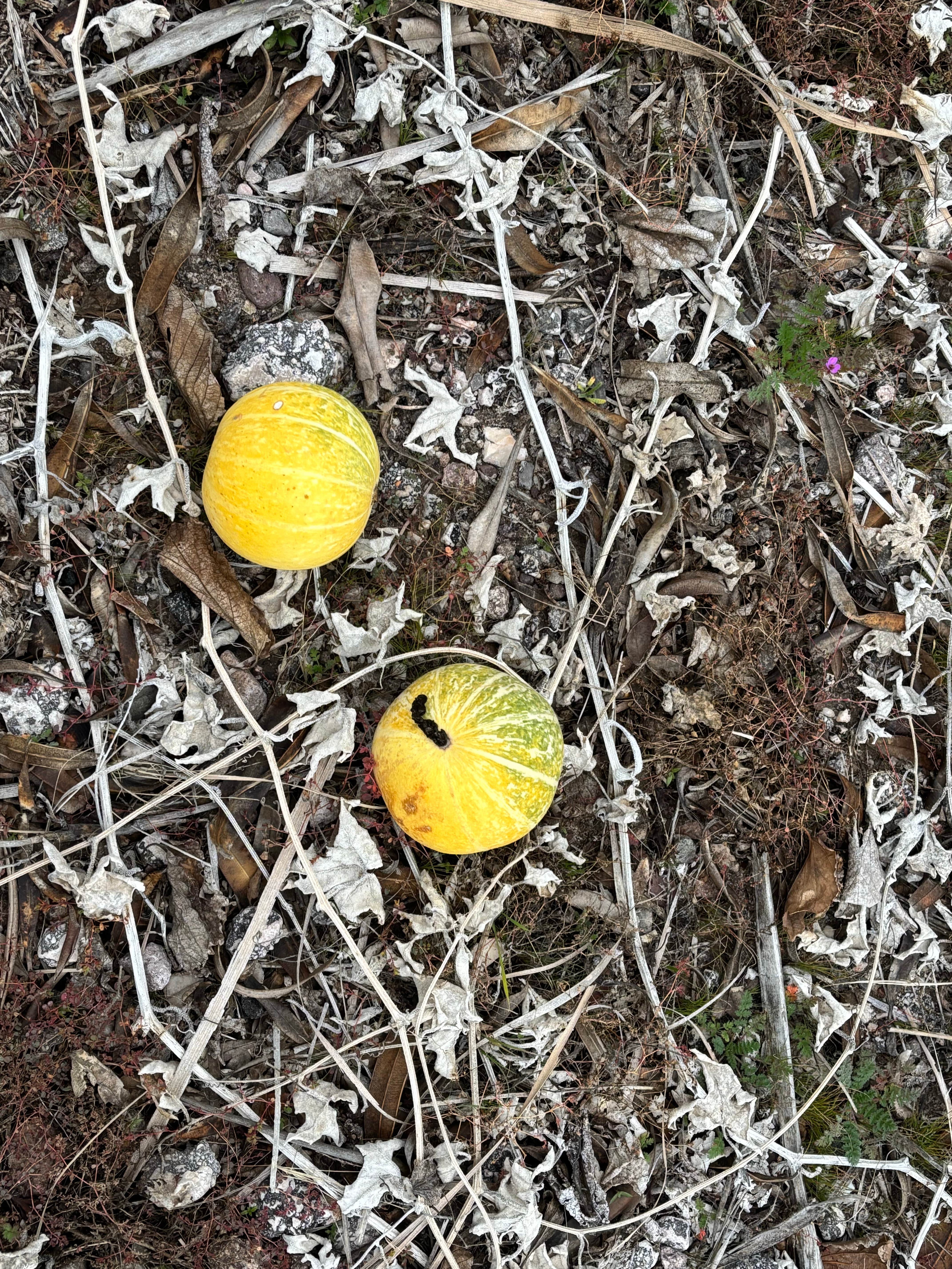 Camper-submitted photo at Cal-Nev-Ari RV Park near Mojave National Preserve