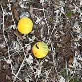 Review photo of Cal-Nev-Ari RV Park by maryellen S., January 4, 2026