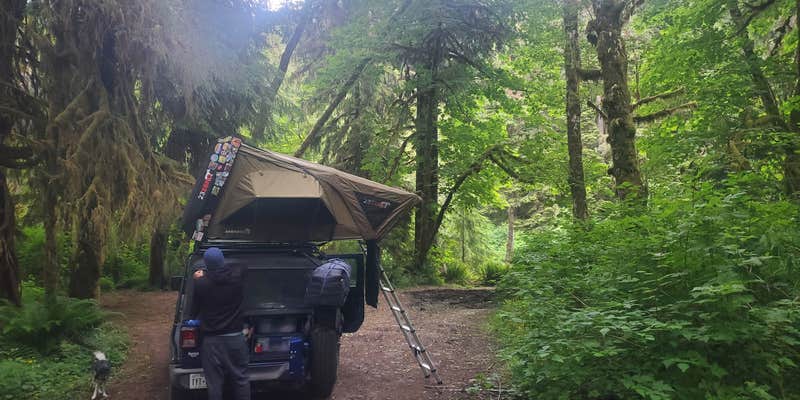 Camper submitted image from Calawah River Pull-Off on Forest Road 2932