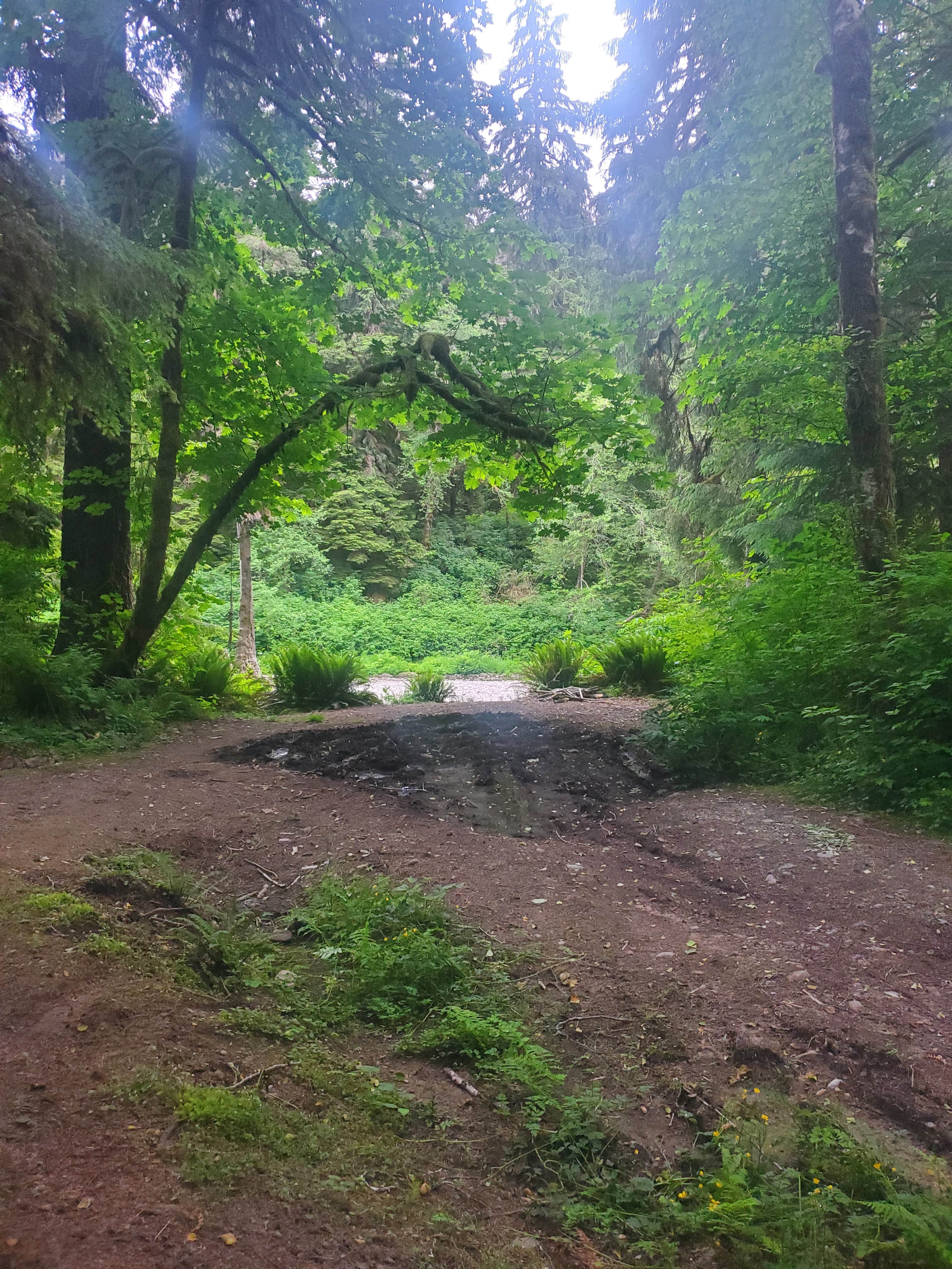 Camper submitted image from Calawah River Pull-Off on Forest Road 2932 - 2