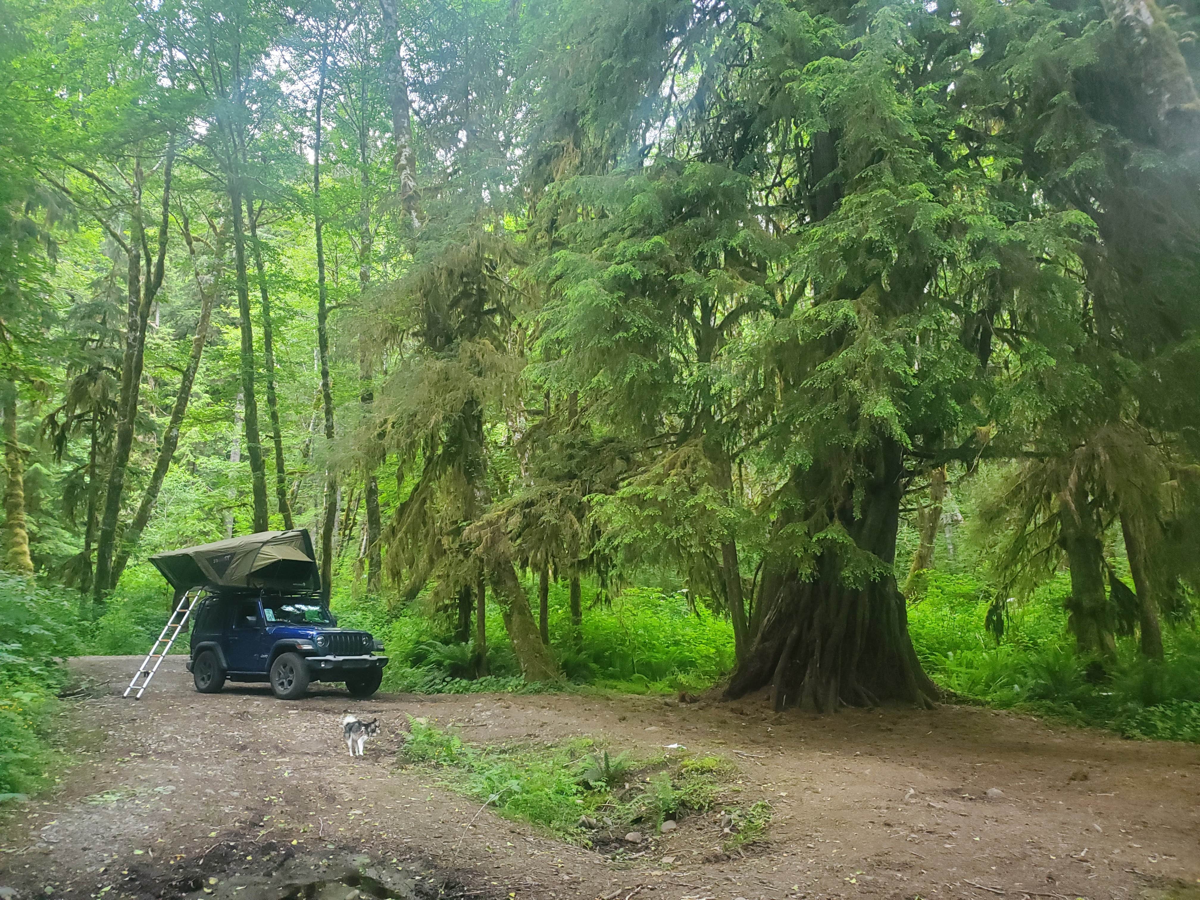 Camper submitted image from Calawah River Pull-Off on Forest Road 2932 - 3