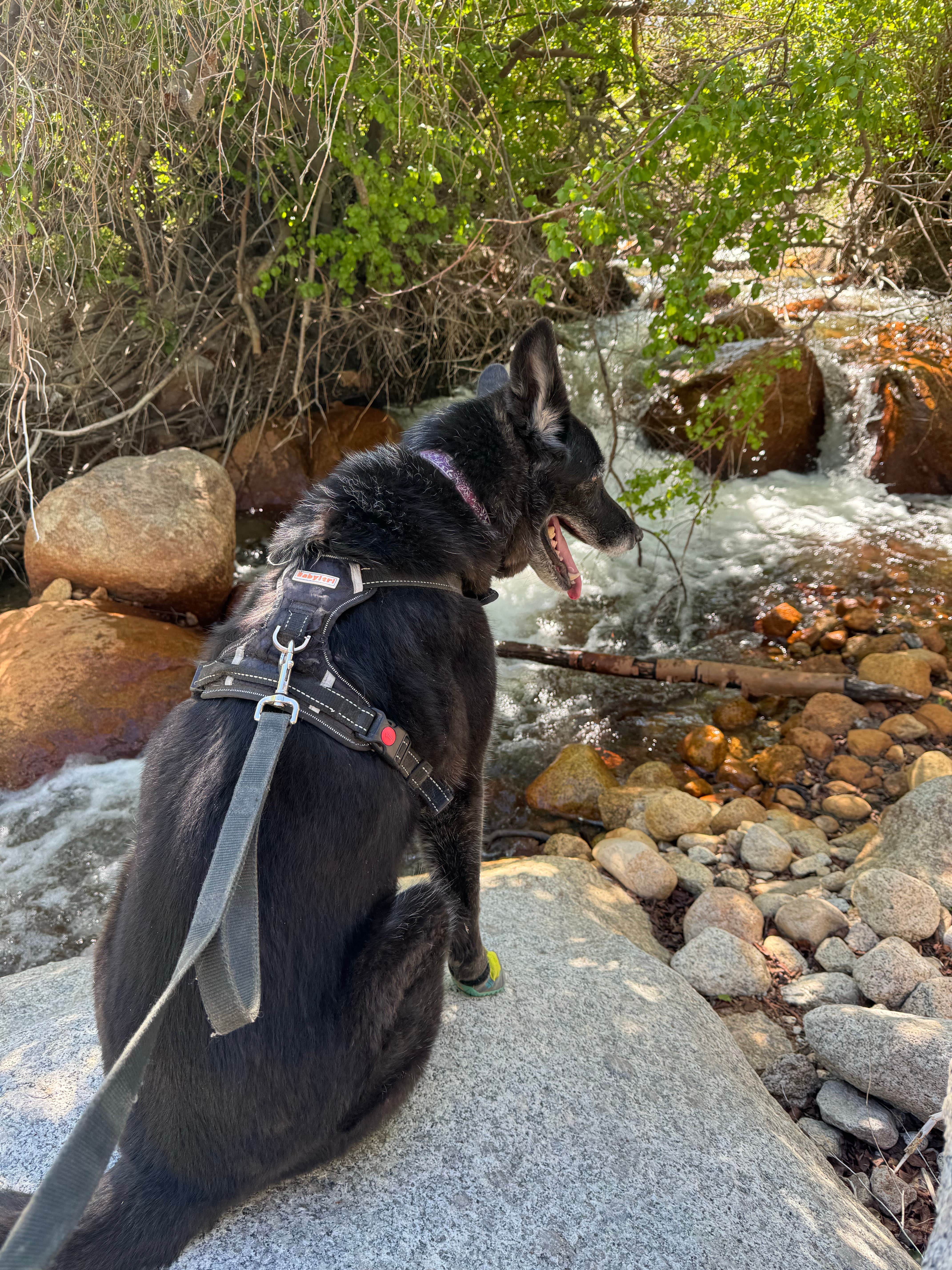 Ciara W.'s photo of camping with pets at Alabama Hills Recreation Area near Sequoia & Kings Canyon National Parks