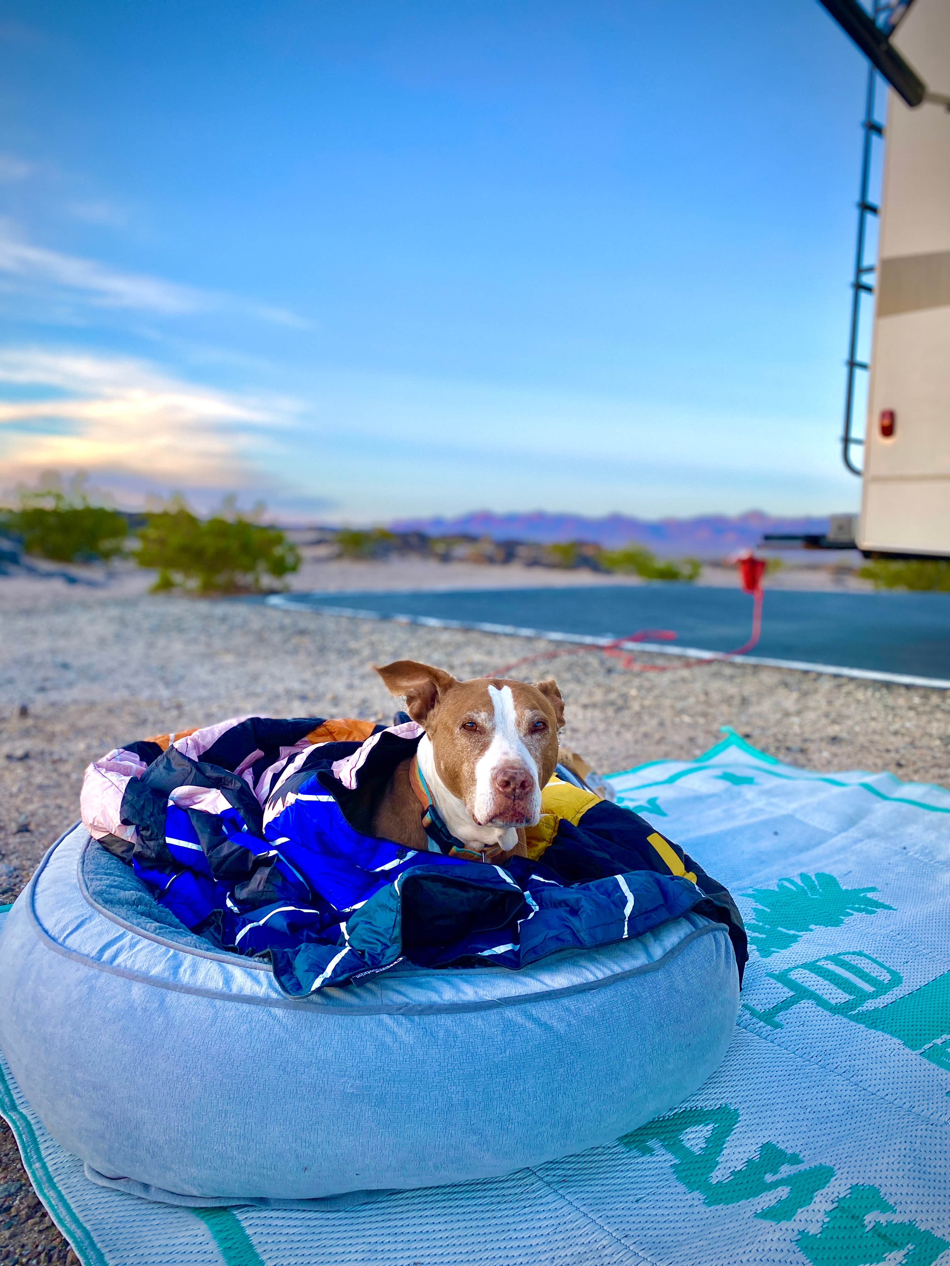 Danny T.'s photo of camping with pets at Amboy Crater Dispersed near Mojave National Preserve