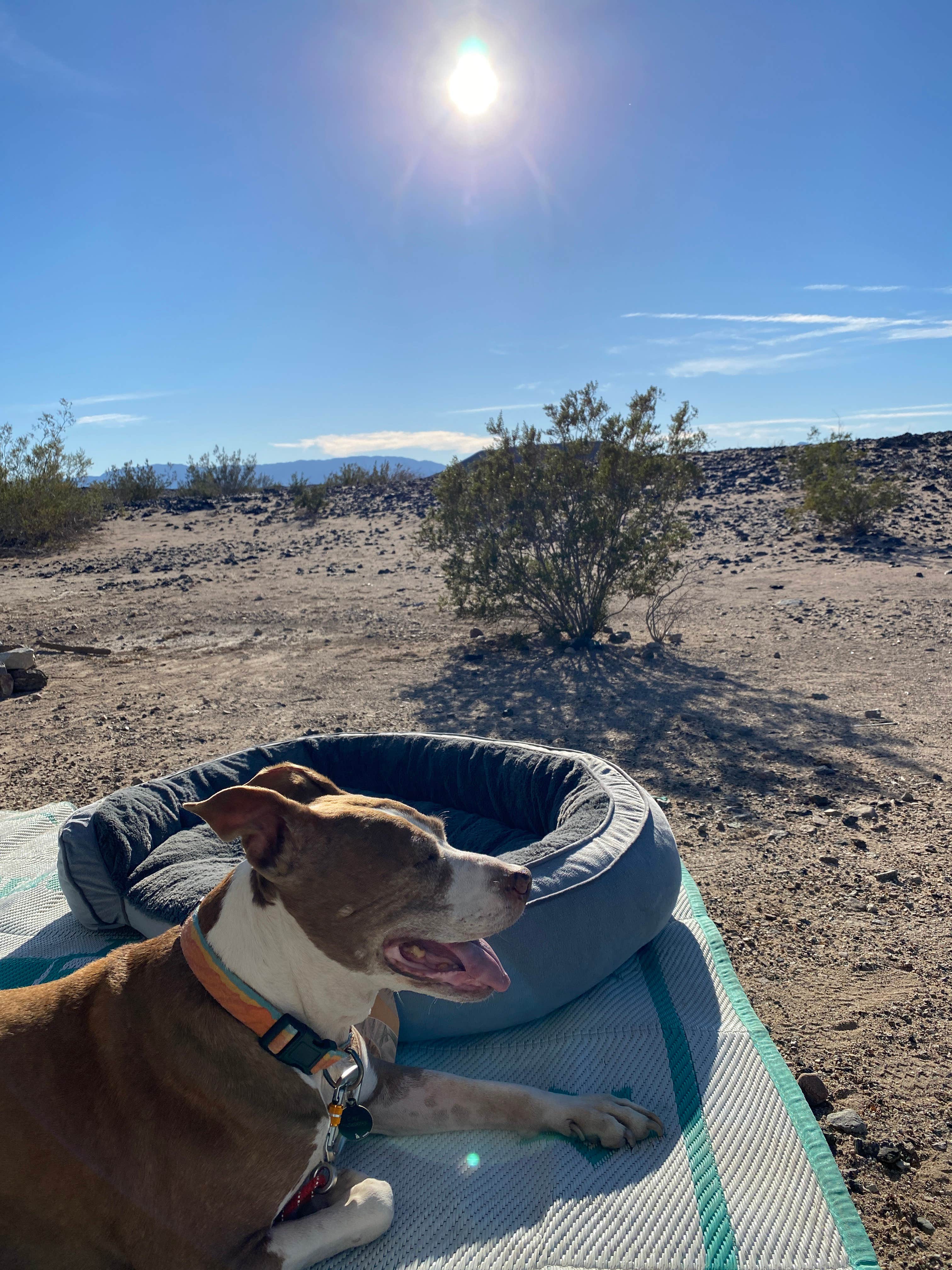 Danny T.'s photo of camping with pets at Amboy Crater Dispersed near Mojave National Preserve