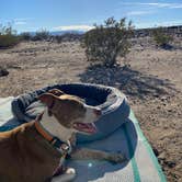 Review photo of Amboy Crater by Danny T., March 1, 2024