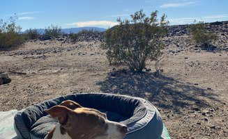 Danny T.'s photo of camping with pets at Amboy Crater Dispersed near Amboy, CA