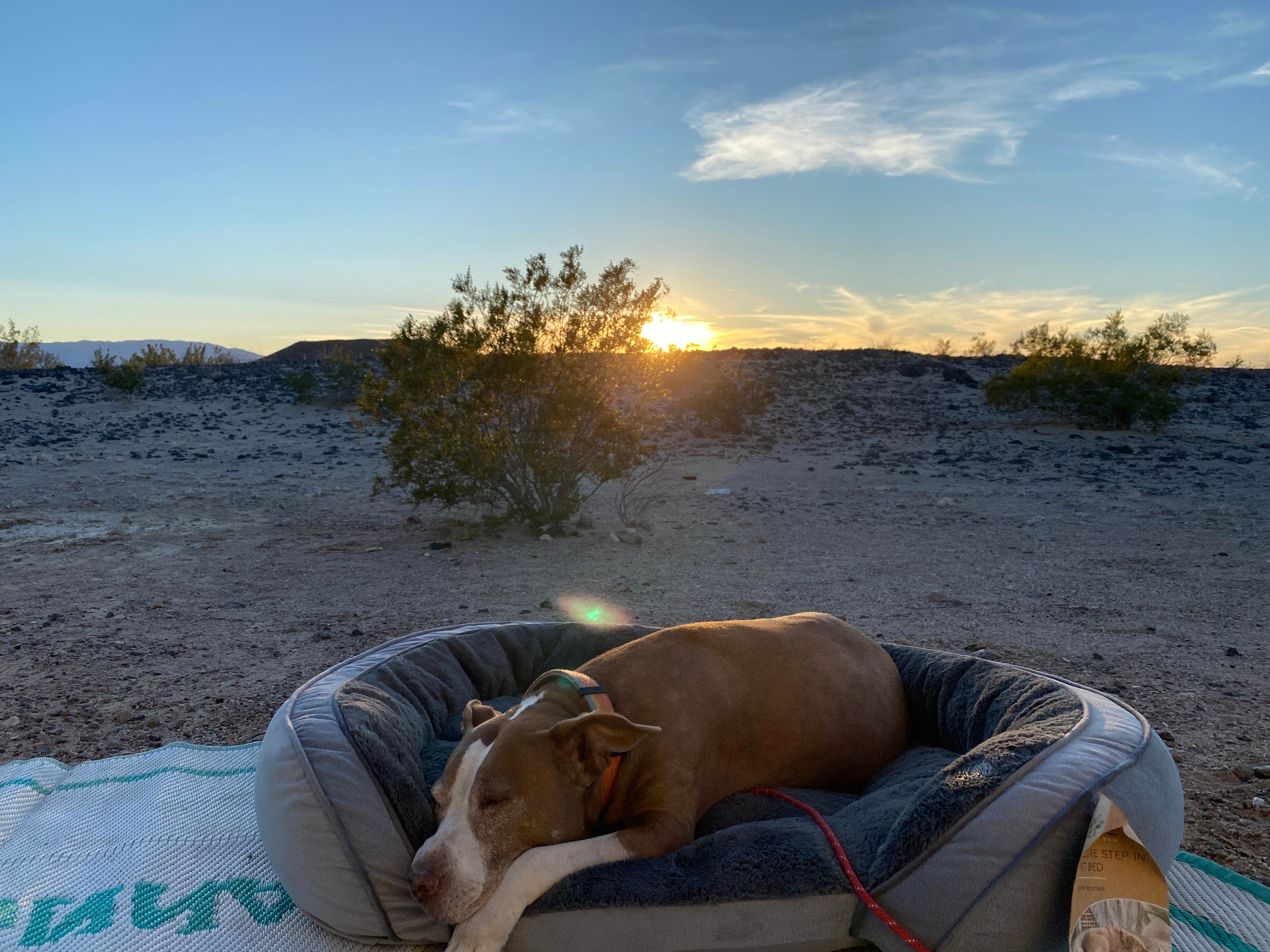 Camper submitted image from Amboy Crater - 3